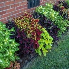 Yaprak Güzeli Tohumu – Kolyos Çiçeği - Coleus