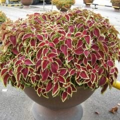 Yaprak Güzeli Tohumu – Kolyos Çiçeği - Coleus