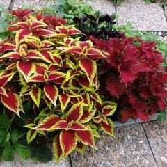 Yaprak Güzeli Tohumu – Kolyos Çiçeği - Coleus