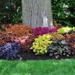 Yaprak Güzeli Tohumu – Kolyos Çiçeği - Coleus