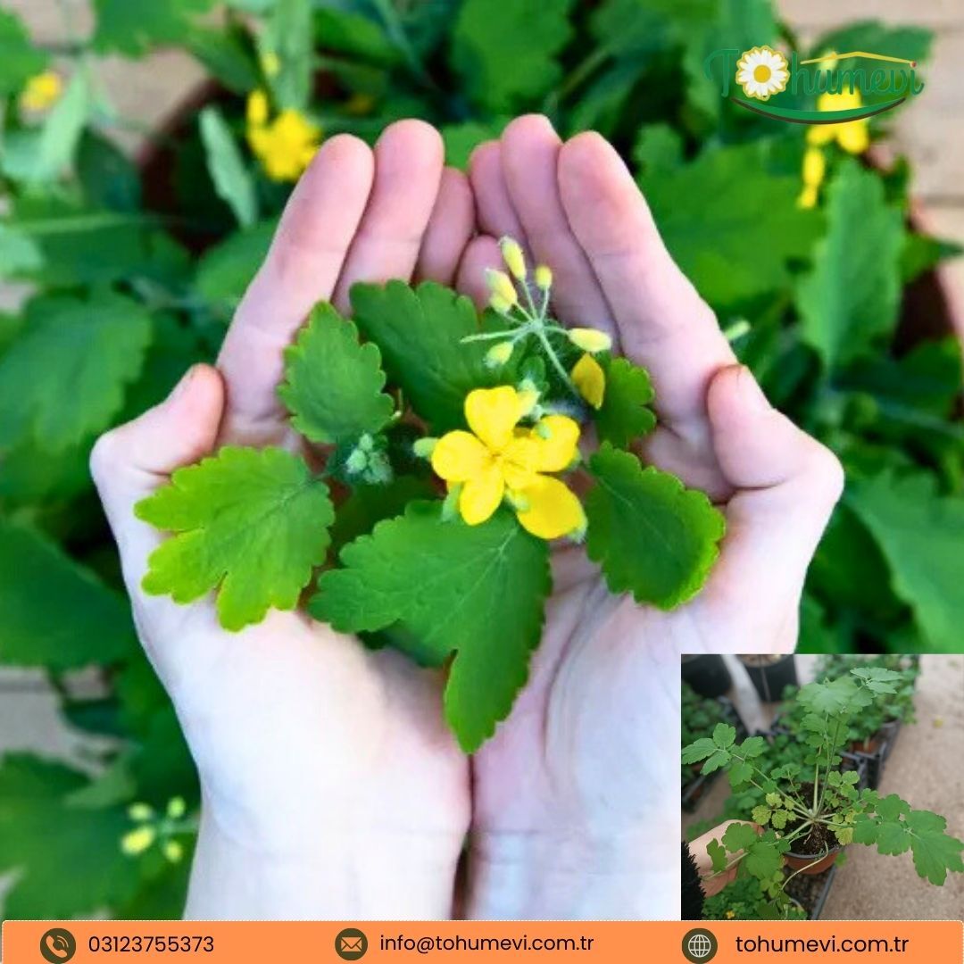 Kırlangıç Otu (Chelidonium majus) - Q12 Saksıda