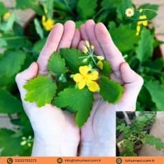 Kırlangıç Otu (Chelidonium majus) - Q12 Saksıda