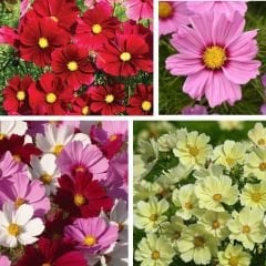 Kosmos Çiçeği Tohumu - Cosmos Bipinnatus