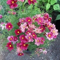 Kosmos Çiçeği Tohumu - Cosmos Bipinnatus