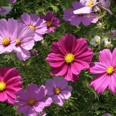 Kosmos Çiçeği Tohumu - Cosmos Bipinnatus