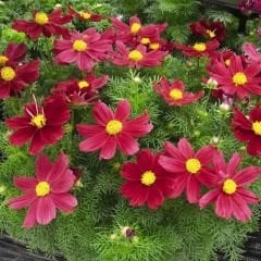 Kosmos Çiçeği Tohumu - Cosmos Bipinnatus