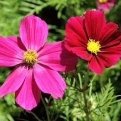 Kosmos Çiçeği Tohumu - Cosmos Bipinnatus
