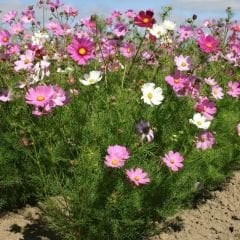 Kosmos Çiçeği Tohumu - Cosmos Bipinnatus