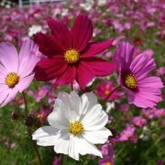 Kosmos Çiçeği Tohumu - Cosmos Bipinnatus