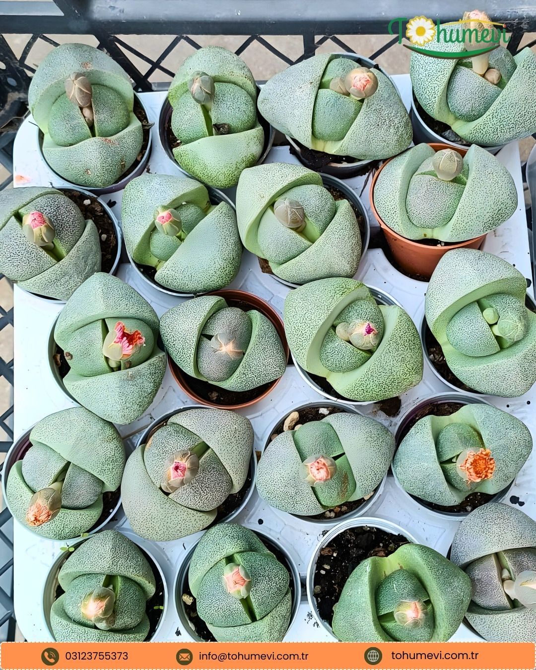 Pleiospilos Nelii – Çiçek Açan Taş Kaktüs | 5 cm Saksı