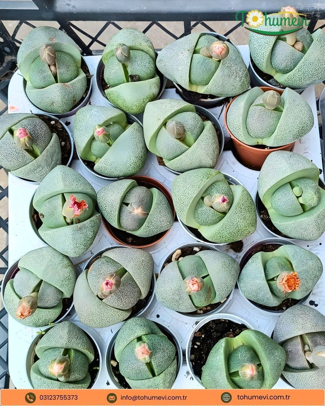 Pleiospilos Nelii – Çiçek Açan Taş Kaktüs | 5 cm Saksı