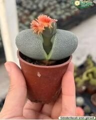 Pleiospilos Nelii – Çiçek Açan Taş Kaktüs | 5 cm Saksı