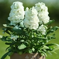 ﻿Şebboy Çiçeği Fidesi Kokulu Beyaz - Matthiola Incana