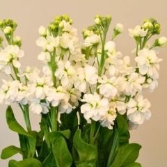 ﻿Şebboy Çiçeği Fidesi Kokulu Beyaz - Matthiola Incana