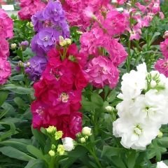 Şebboy Çiçeği Tohumu - Mattihola  Incana