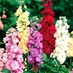 Şebboy Çiçeği Tohumu - Mattihola  Incana