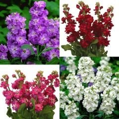 Şebboy Çiçeği Tohumu - Mattihola  Incana