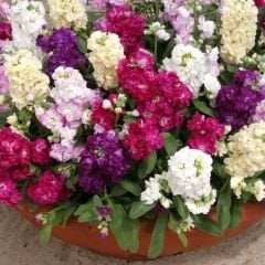 Şebboy Çiçeği Tohumu - Mattihola  Incana