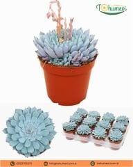 Echeveria cuspidata ‘Texensis’ - Sukulent