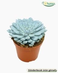 Echeveria cuspidata ‘Texensis’ - Sukulent