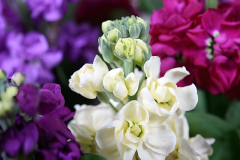 Şebboy Çiçeği Tohumu - Mattihola  Incana