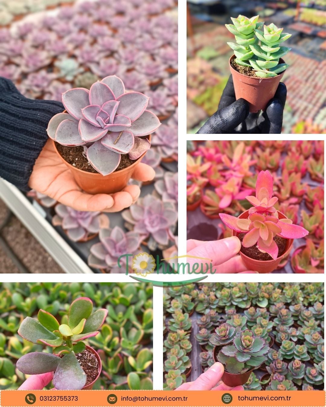 Sukulent Mix - 5 farklı çeşit sukulent - 5,5 cm saksıda