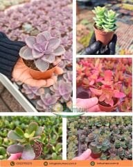 Sukulent Mix - 5 farklı çeşit sukulent - 5,5 cm saksıda