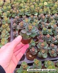 Sukulent Mix - 5 farklı çeşit sukulent - 5,5 cm saksıda