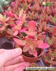 Sukulent Mix - 5 farklı çeşit sukulent - 5,5 cm saksıda