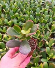 Sukulent Mix - 5 farklı çeşit sukulent - 5,5 cm saksıda