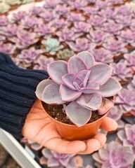 Sukulent Mix - 5 farklı çeşit sukulent - 5,5 cm saksıda