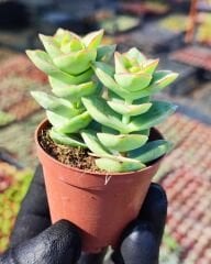 Sukulent Mix - 5 farklı çeşit sukulent - 5,5 cm saksıda