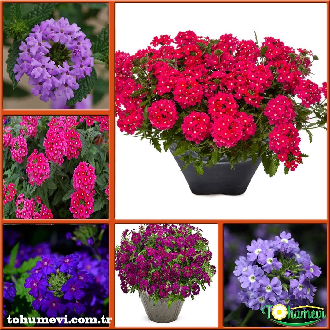 Yer Minesi Çiçeği – Verbena Tohumu