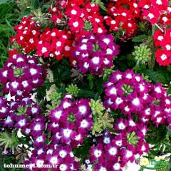 Yer Minesi Çiçeği – Verbena Tohumu