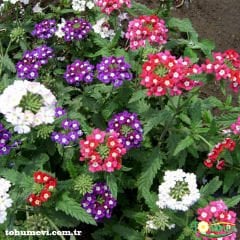 Yer Minesi Çiçeği – Verbena Tohumu