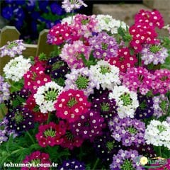 Yer Minesi Çiçeği – Verbena Tohumu