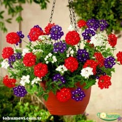 Yer Minesi Çiçeği – Verbena Tohumu