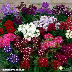 Yer Minesi Çiçeği – Verbena Tohumu