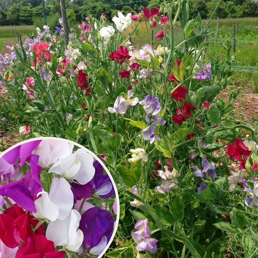 Nazende Itırşahi Sarmaşık Tohumu - Lathyrus Odoratus – Kokulu Bezelye Çiçeği