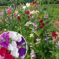 Nazende Itırşahi Sarmaşık Tohumu - Lathyrus Odoratus – Kokulu Bezelye Çiçeği