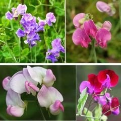 Nazende Itırşahi Sarmaşık Tohumu - Lathyrus Odoratus – Kokulu Bezelye Çiçeği