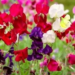 Nazende Itırşahi Sarmaşık Tohumu - Lathyrus Odoratus – Kokulu Bezelye Çiçeği