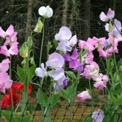 Nazende Itırşahi Sarmaşık Tohumu - Lathyrus Odoratus – Kokulu Bezelye Çiçeği