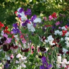 Nazende Itırşahi Sarmaşık Tohumu - Lathyrus Odoratus – Kokulu Bezelye Çiçeği