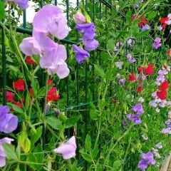 Nazende Itırşahi Sarmaşık Tohumu - Lathyrus Odoratus – Kokulu Bezelye Çiçeği
