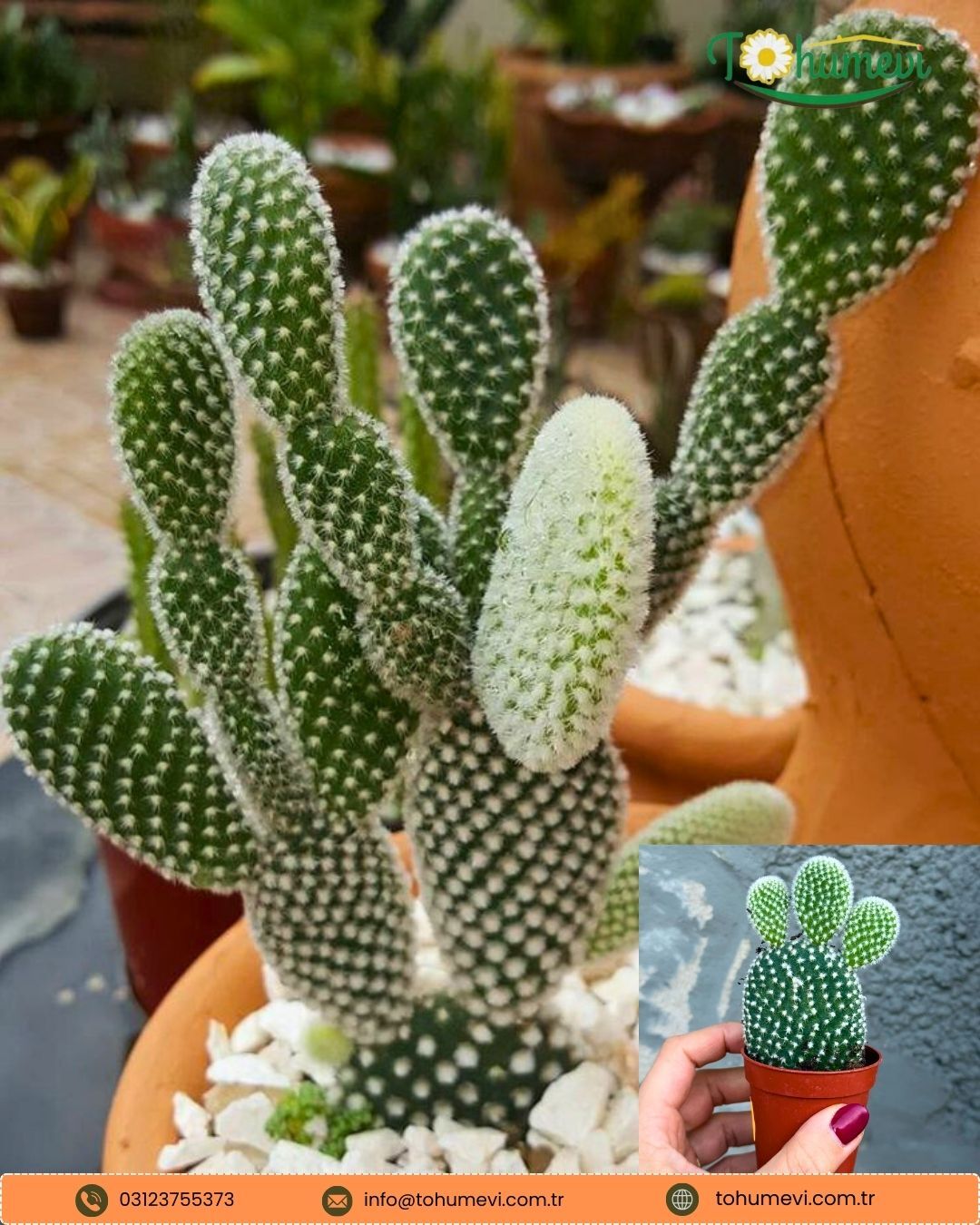 Opuntia Microdasys Kaktüs Beyaz - Tavşan Kulağı