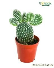 Opuntia Microdasys Kaktüs Beyaz - Tavşan Kulağı