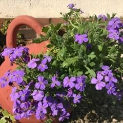 Obrizya Çiçeği Tohumu - Aubrieta Deltoide