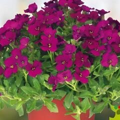 Obrizya Çiçeği Tohumu - Aubrieta Deltoide