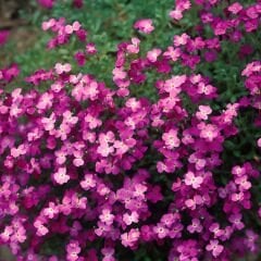 ﻿Obrizya Çiçeği Tohumu - Aubrieta Deltoide